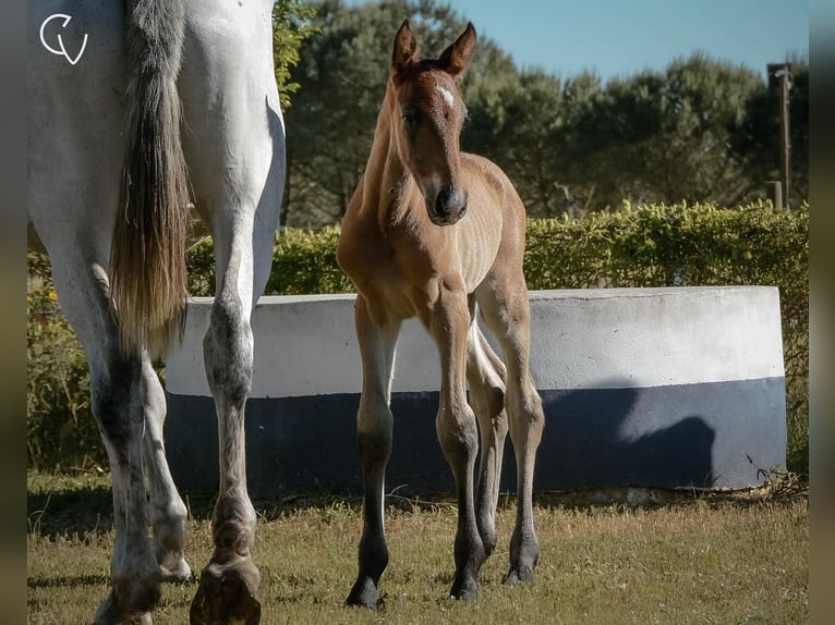 Lusitanos Semental Potro (01/2024) Castaño in Agua Derramada