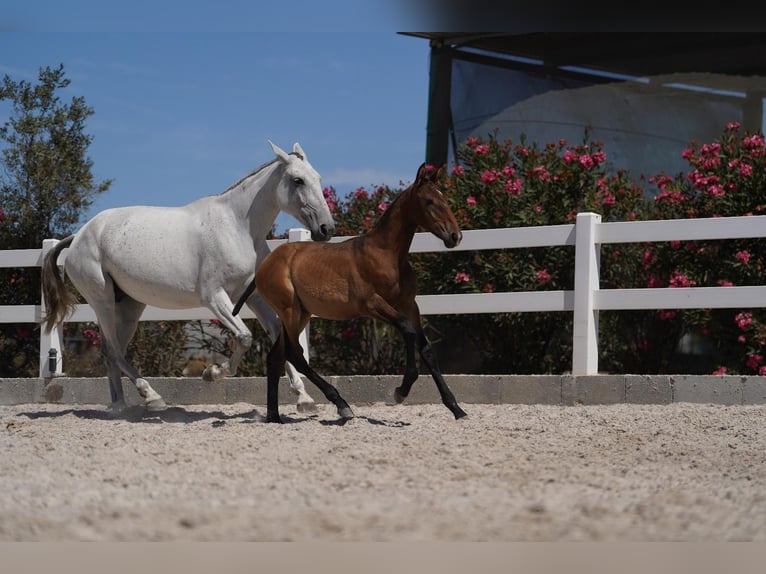 Lusitanos Semental Potro (01/2024) Castaño in Agua Derramada