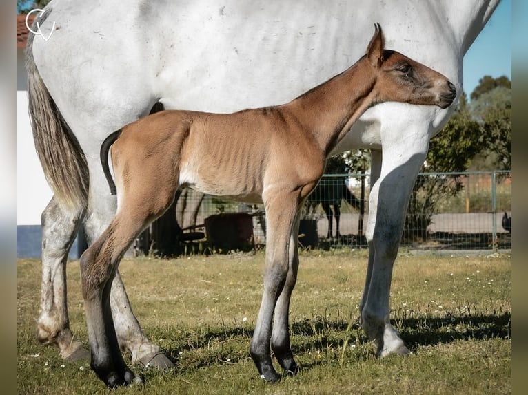 Lusitanos Semental Potro (01/2024) Castaño in Agua Derramada