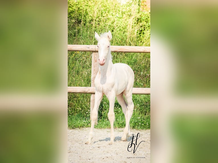 Lusitanos Semental  Cremello in Marly-sous-Issy