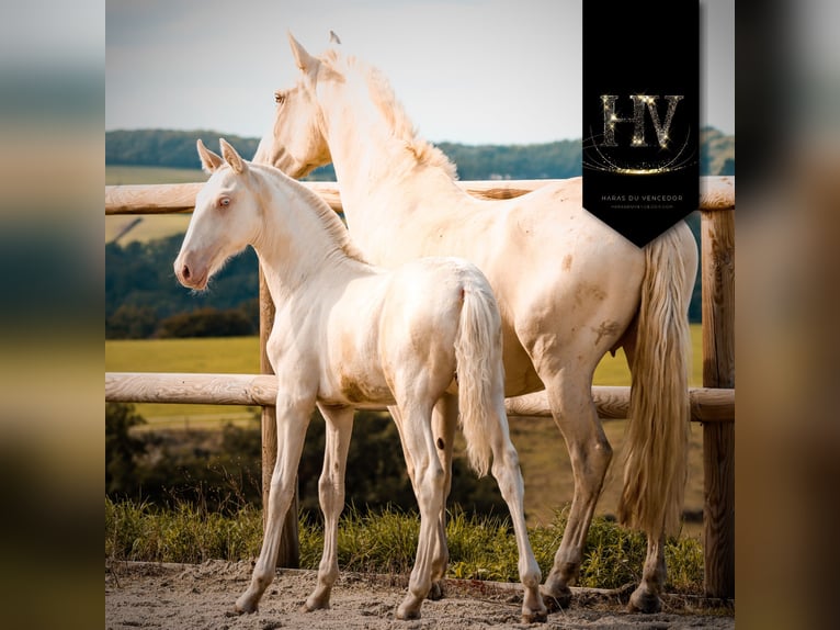 Lusitanos Semental Potro (05/2025) Cremello in Marly-sous-Issy Lusitanos Semental Potro (05/2025) Cremello in Marly-sous-Issy