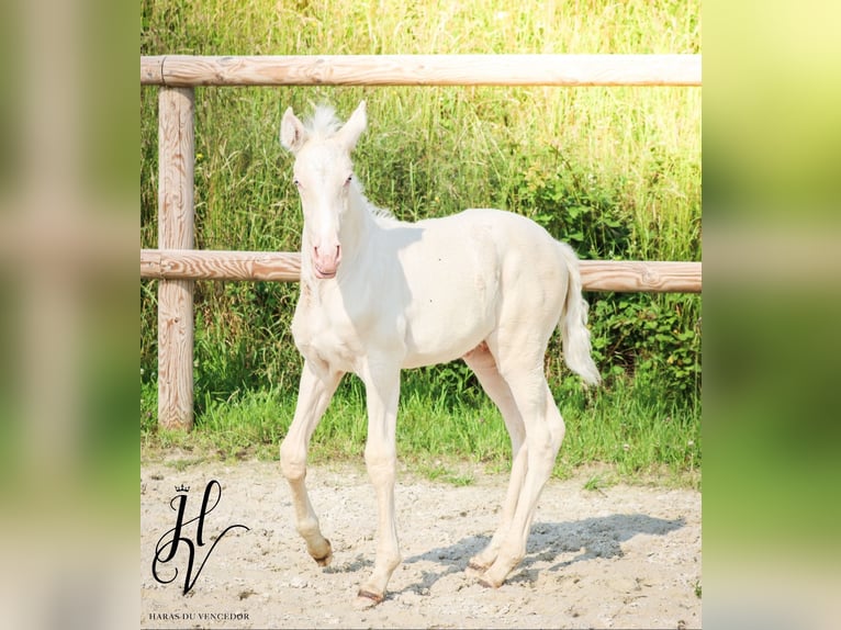 Lusitanos Semental  Cremello in Marly-sous-Issy