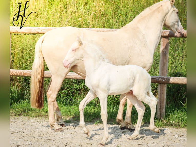 Lusitanos Semental  Cremello in Marly-sous-Issy