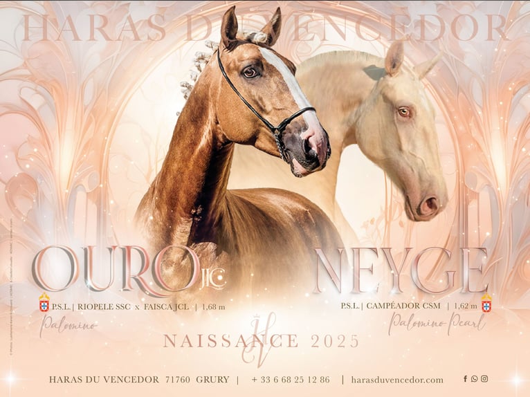 Lusitanos Semental  Cremello in Marly-sous-Issy
