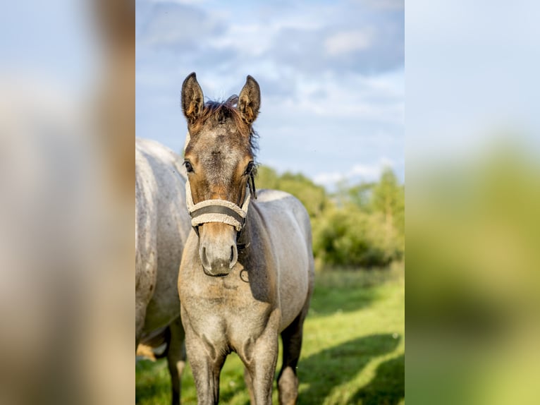 Lusitanos Semental Potro (05/2026) Tordo in Kauda