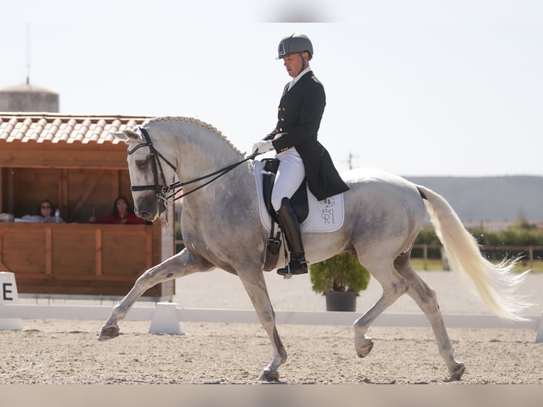 Lusitanos Semental Tordo in Palmela