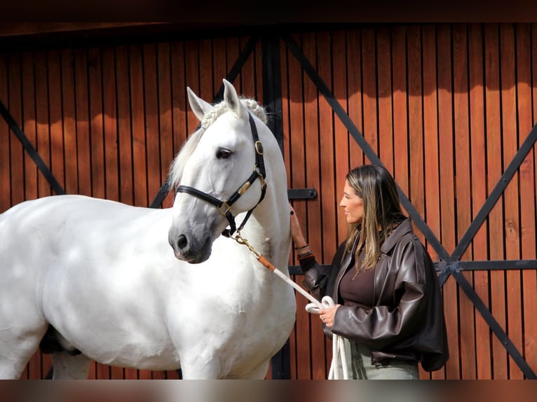Lusitanos Semental Tordo in Felgueiras, Porto