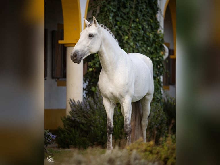 Lusitanos Semental White/Blanco in Torres Novas