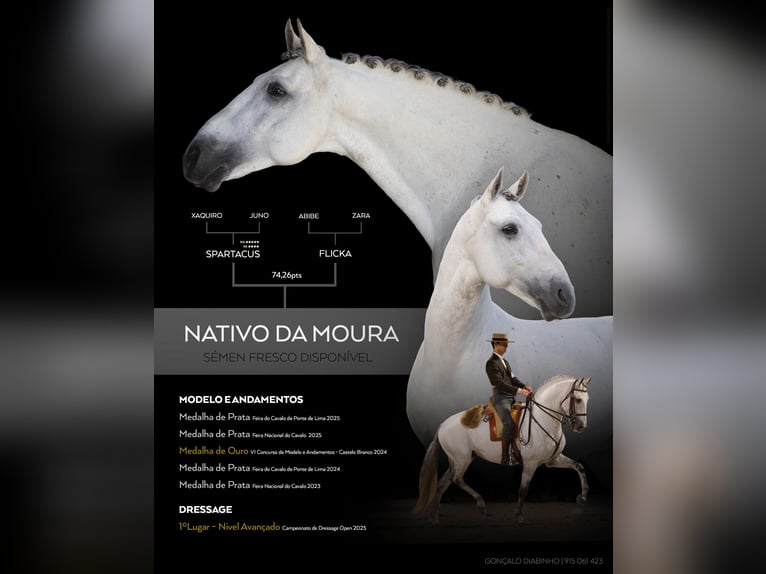 Lusitanos Semental White/Blanco in Torres Novas