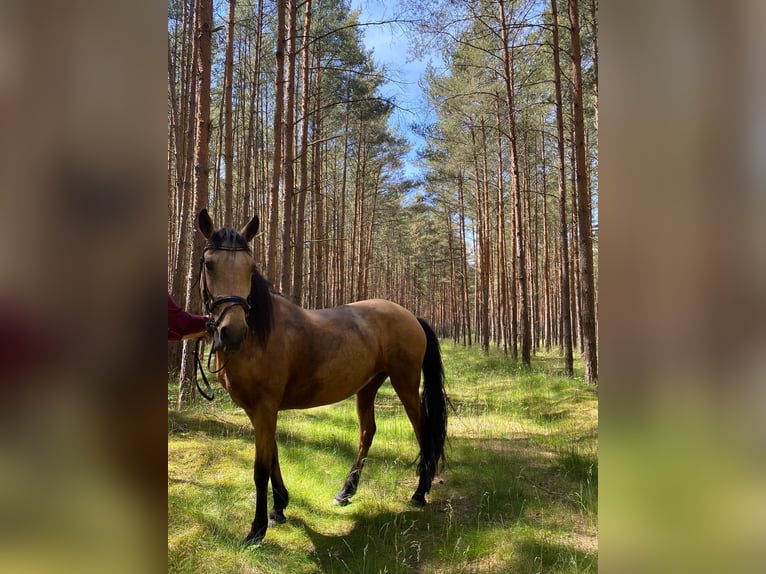 Lusitanos Mix Stute 10 Jahre 148 cm Falbe in Brandenburg
