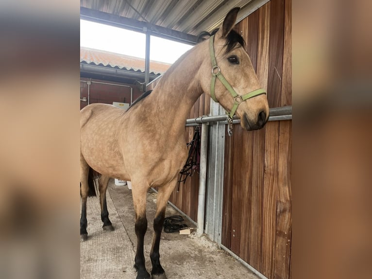 Lusitanos Mix Stute 10 Jahre 148 cm Falbe in Brandenburg