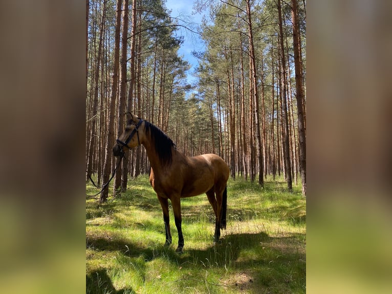 Lusitanos Mix Stute 10 Jahre 148 cm Falbe in Brandenburg