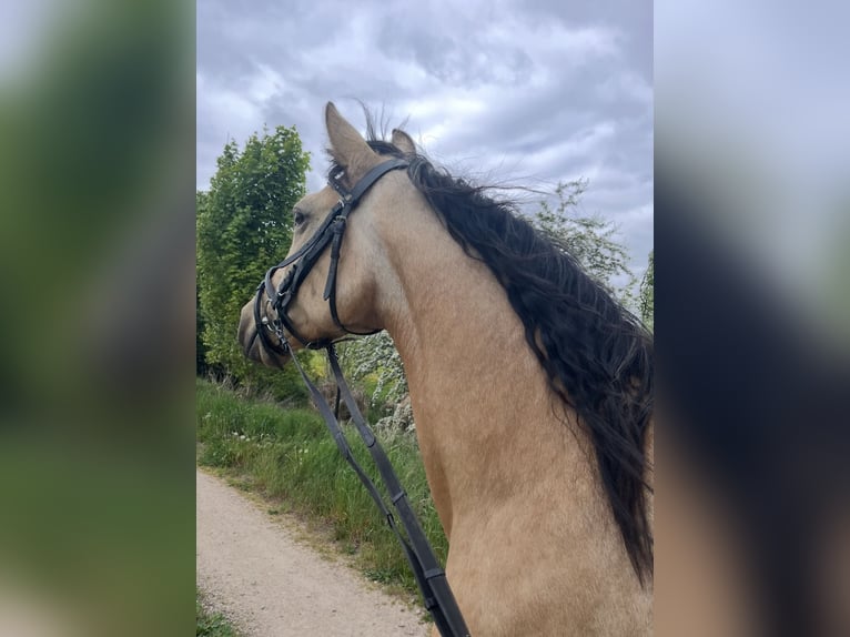 Lusitanos Mix Stute 10 Jahre 148 cm Falbe in Brandenburg