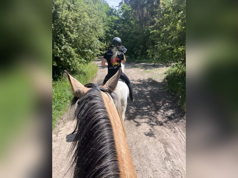 Lusitanos Mix Stute 10 Jahre 148 cm Falbe in Brandenburg