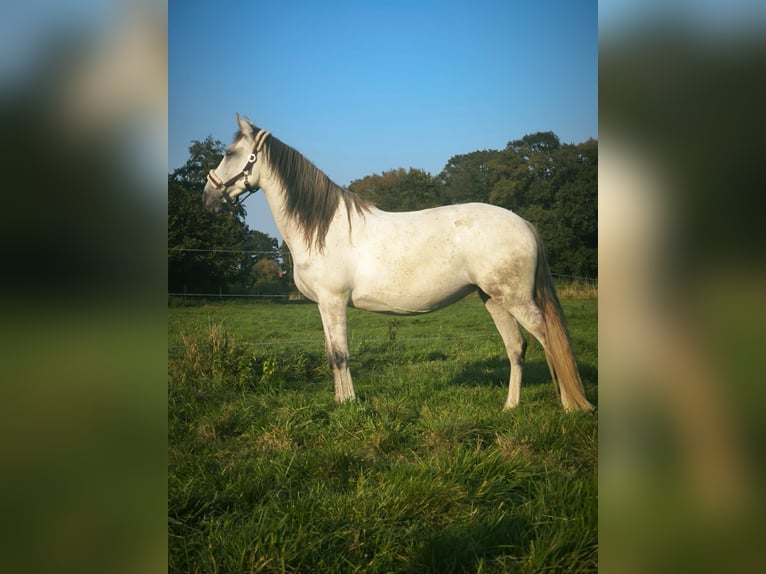 Lusitanos Stute 10 Jahre 153 cm Fliegenschimmel in Edemissen