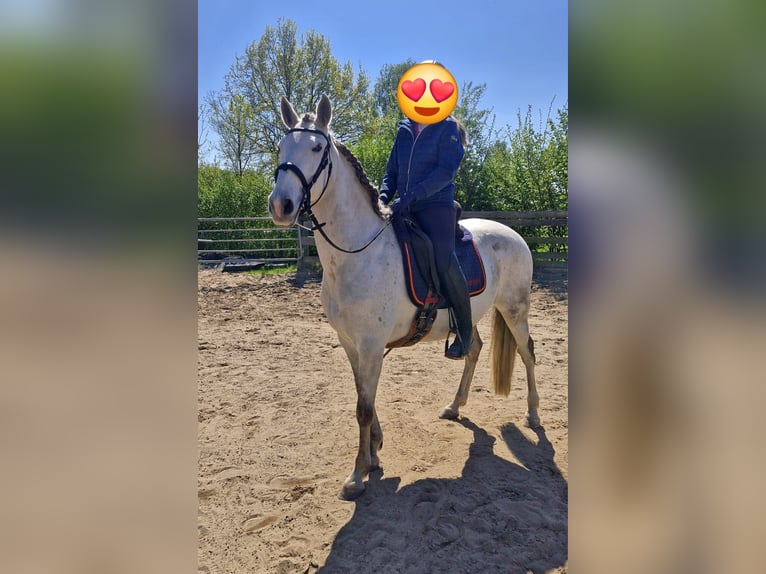 Lusitanos Stute 10 Jahre 153 cm Fliegenschimmel in Edemissen