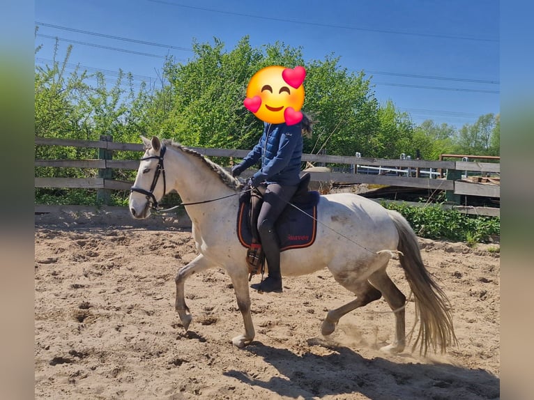 Lusitanos Stute 10 Jahre 153 cm Fliegenschimmel in Edemissen