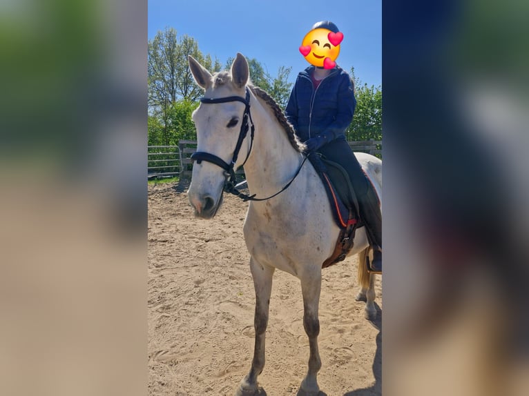 Lusitanos Stute 10 Jahre 153 cm Fliegenschimmel in Edemissen