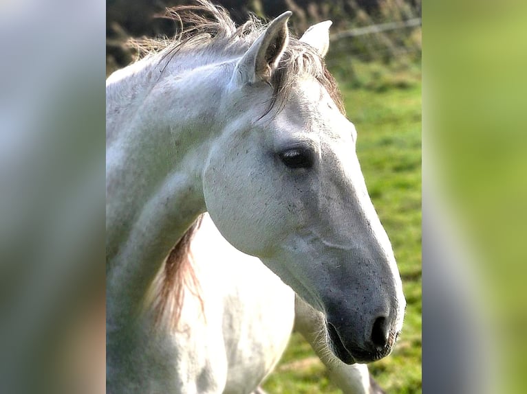Lusitanos Stute 10 Jahre 153 cm Fliegenschimmel in Edemissen