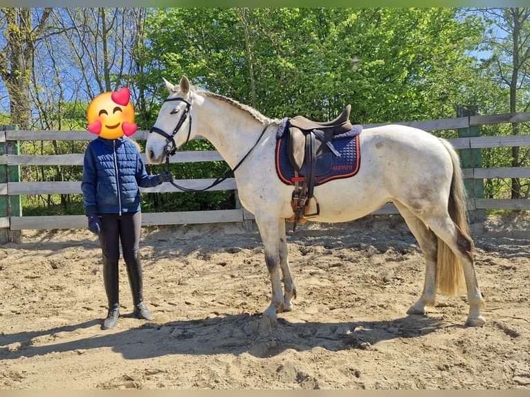 Lusitanos Stute 10 Jahre 153 cm Fliegenschimmel in Edemissen