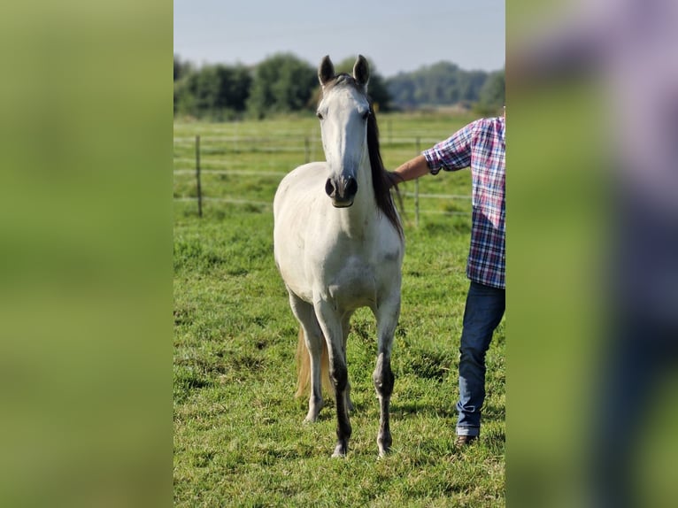 Lusitanos Stute 10 Jahre 153 cm Fliegenschimmel in Edemissen