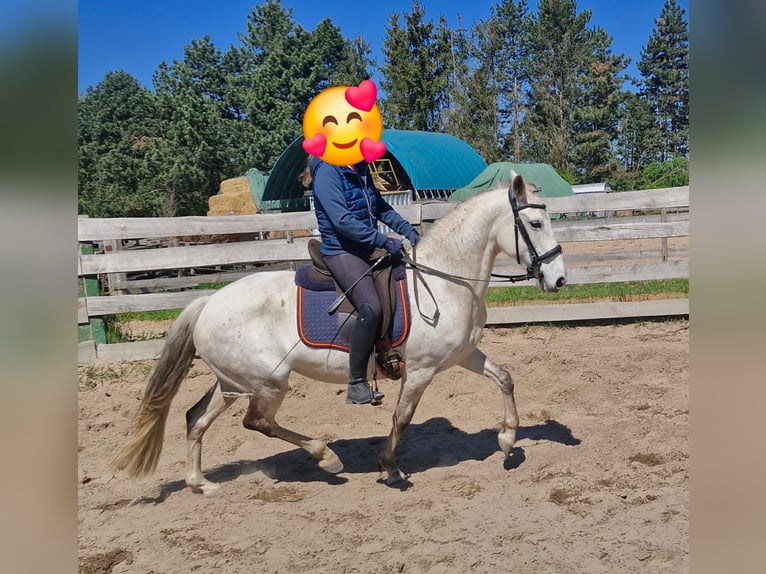 Lusitanos Stute 10 Jahre 153 cm Fliegenschimmel in Edemissen