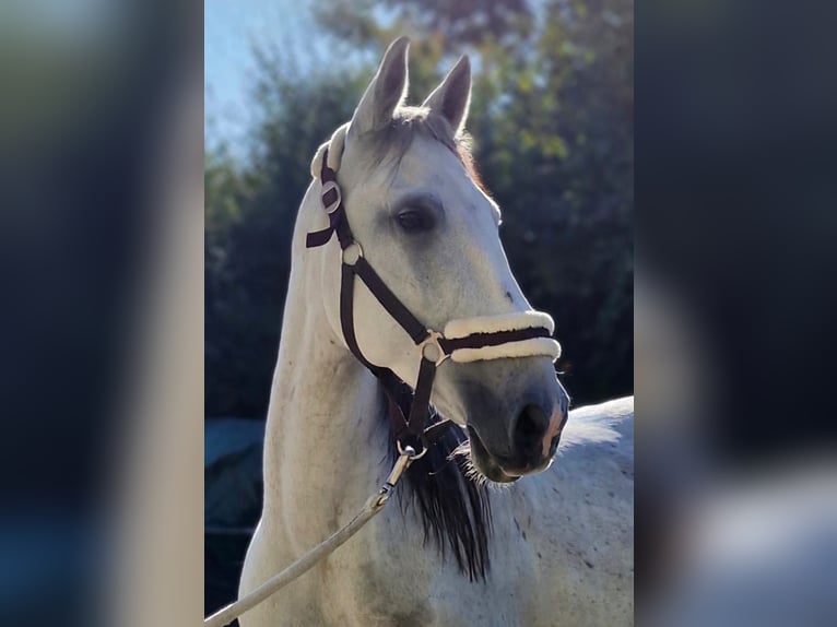 Lusitanos Stute 10 Jahre 153 cm Fliegenschimmel in Edemissen