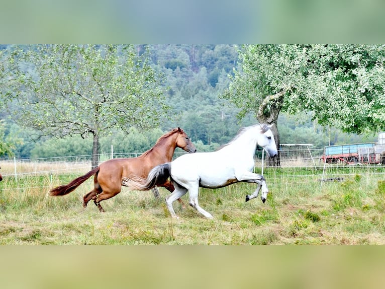 Lusitanos Stute 10 Jahre 159 cm Braunfalbschimmel in WeinheimWeinheim
