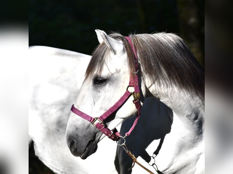 Lusitanos Stute 10 Jahre 159 cm Braunfalbschimmel in WeinheimWeinheim