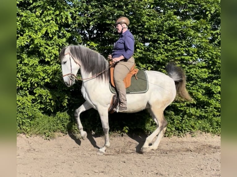Lusitanos Stute 10 Jahre 159 cm Braunfalbschimmel in WeinheimWeinheim