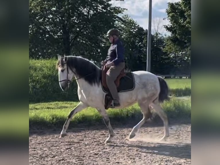 Lusitanos Stute 10 Jahre 159 cm Braunfalbschimmel in WeinheimWeinheim