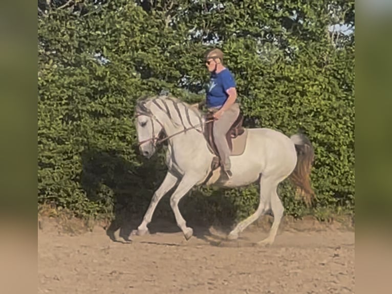 Lusitanos Stute 10 Jahre 159 cm Braunfalbschimmel in WeinheimWeinheim