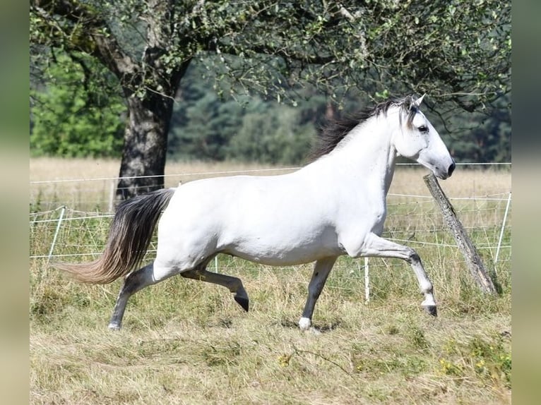 Lusitanos Stute 10 Jahre 159 cm Braunfalbschimmel in WeinheimWeinheim