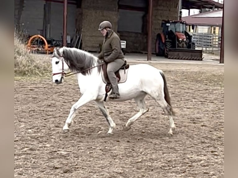 Lusitanos Stute 10 Jahre 159 cm Braunfalbschimmel in WeinheimWeinheim