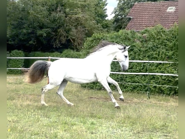 Lusitanos Stute 10 Jahre 159 cm Braunfalbschimmel in WeinheimWeinheim