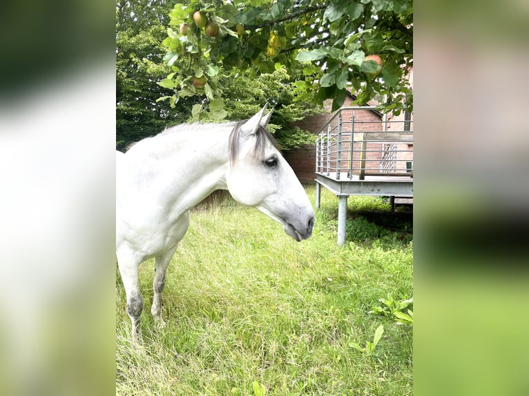 Lusitanos Stute 10 Jahre 159 cm Braunfalbschimmel in WeinheimWeinheim