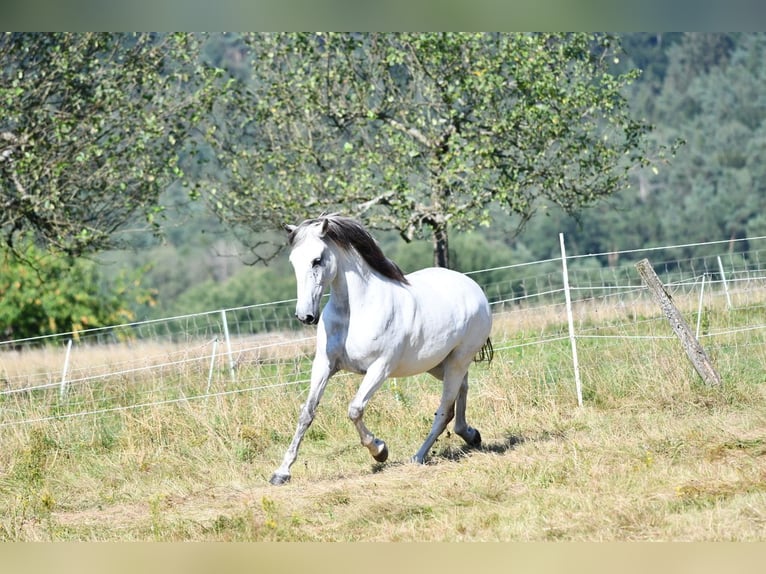 Lusitanos Stute 10 Jahre 159 cm Braunfalbschimmel in WeinheimWeinheim