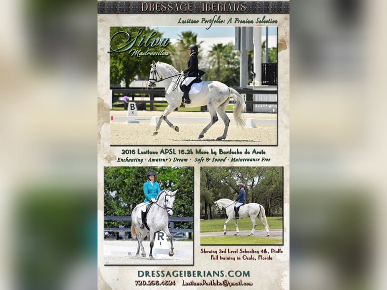 Lusitanos Stute 10 Jahre 167 cm Schimmel in Ocala, FL
