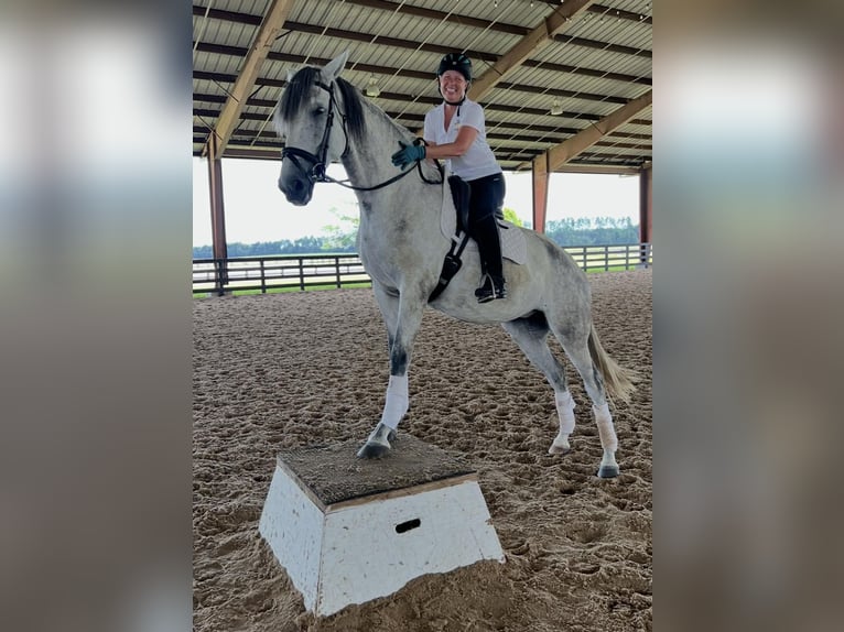 Lusitanos Stute 10 Jahre 167 cm Schimmel in Ocala, FL