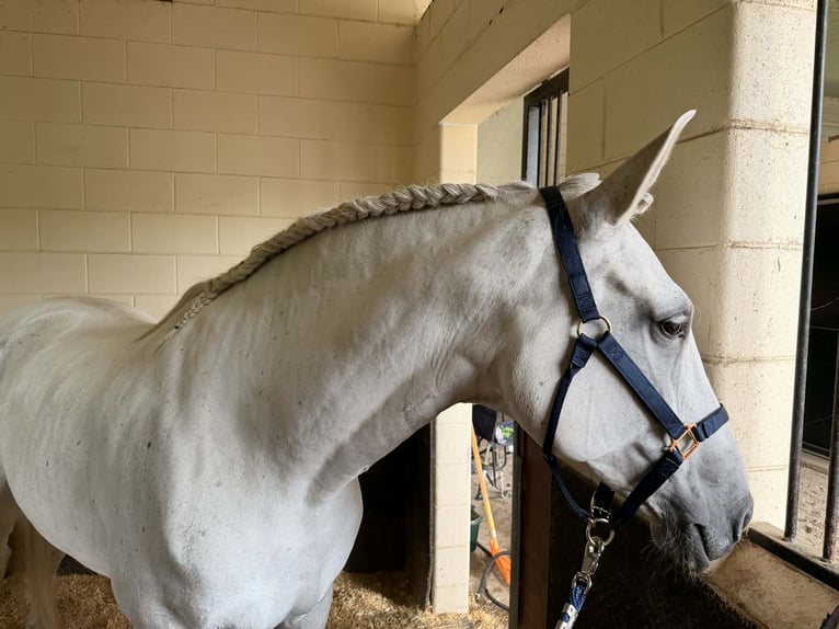 Lusitanos Stute 10 Jahre 167 cm Schimmel in Ocala, FL