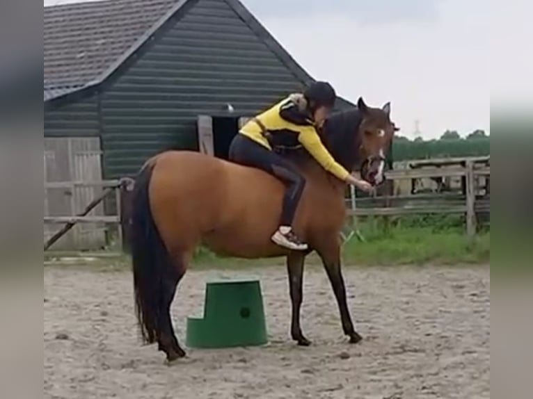 Lusitanos Stute 11 Jahre 153 cm Brauner in Vierlingsbeek