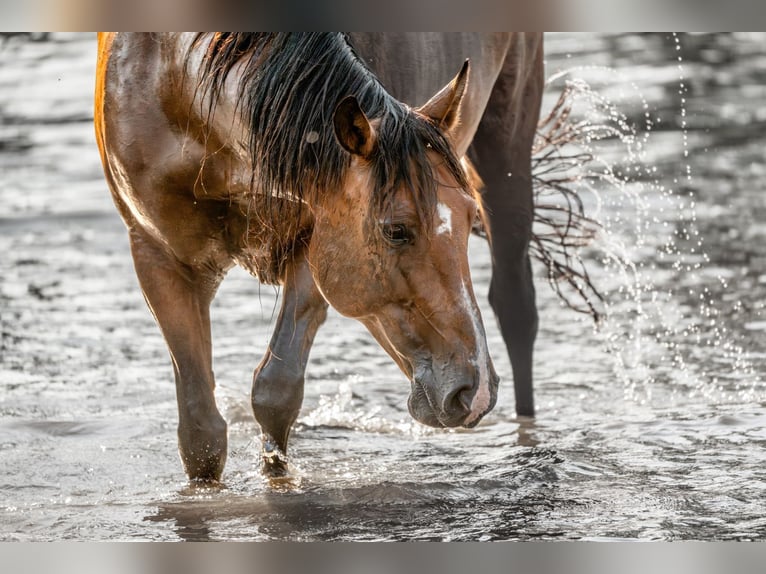 Lusitanos Stute 11 Jahre 153 cm Brauner in Vierlingsbeek