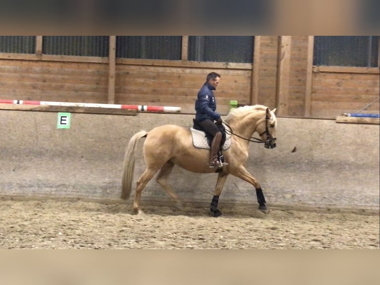 Lusitanos Stute 11 Jahre 154 cm Palomino in Cubillo