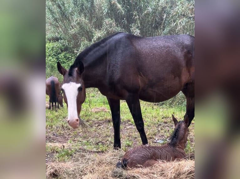 Lusitanos Stute 11 Jahre 159 cm Brauner in Caldas da Rainha