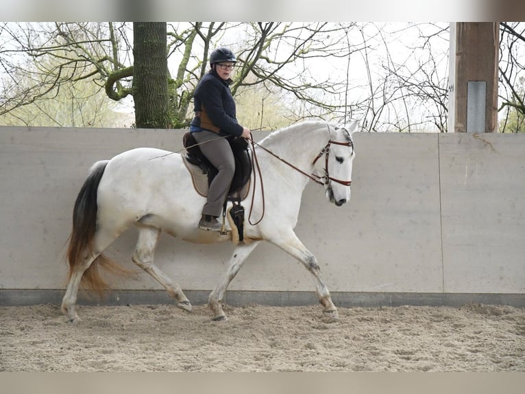 Lusitanos Stute 11 Jahre 159 cm Schimmel in Weinheim