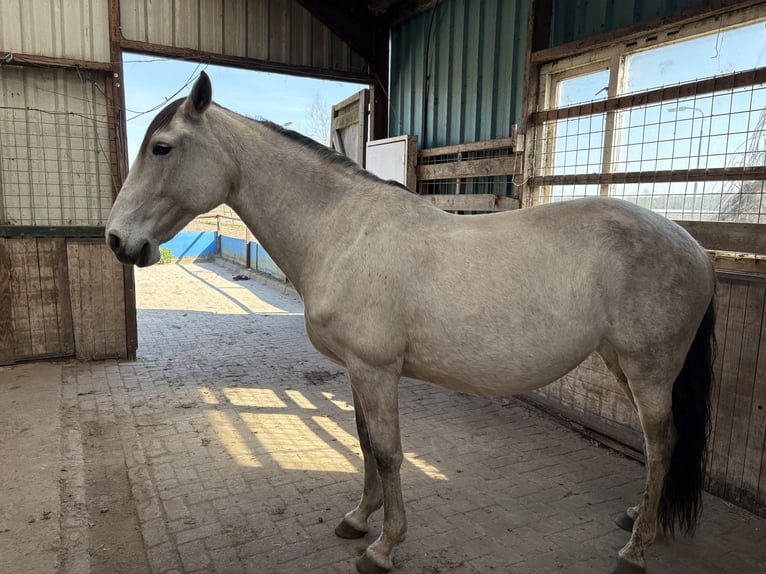 Lusitanos Stute 11 Jahre 159 cm Schimmel in Breda