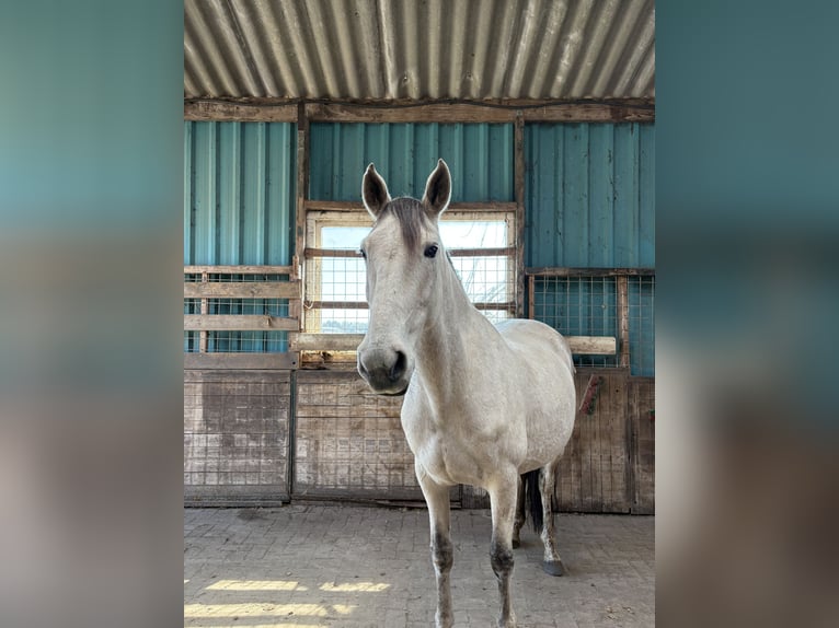 Lusitanos Stute 11 Jahre 159 cm Schimmel in Breda