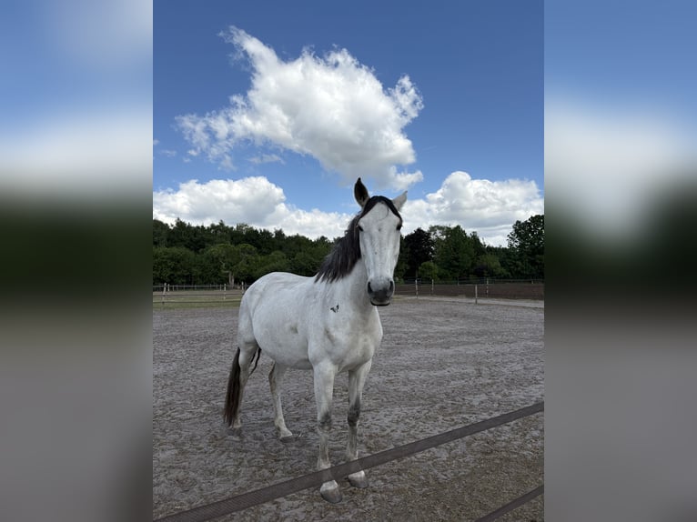 Lusitanos Stute 11 Jahre 159 cm Schimmel in Breda