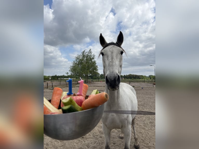 Lusitanos Stute 11 Jahre 159 cm Schimmel in Breda