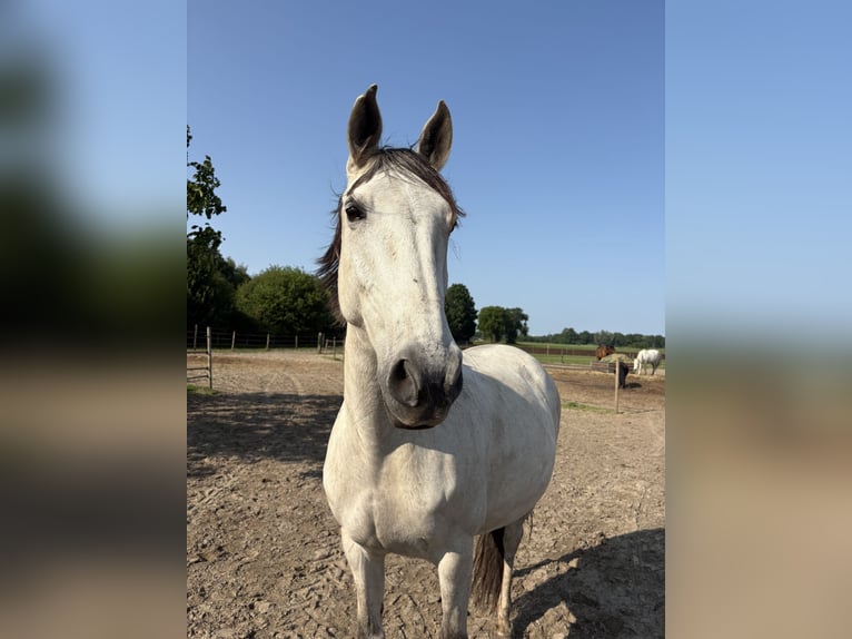 Lusitanos Stute 11 Jahre 159 cm Schimmel in Breda